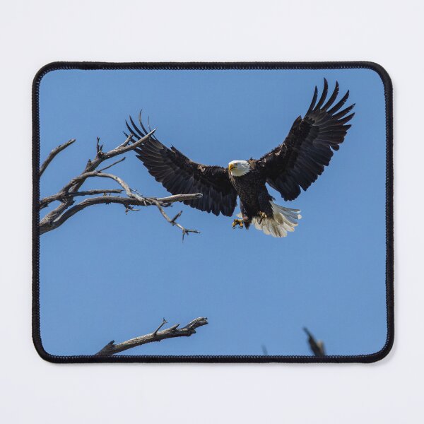 Item preview, Bald Eagle Comes Up Empty To The Nest designed and sold by PsychoAlien.com.