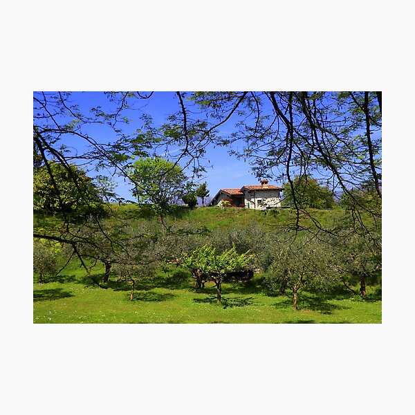 Item preview, The house in the olive grove designed and sold by annalisa56.