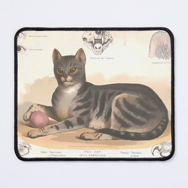 Item preview, Domestic Cat Study | Vintage Cat Art designed and sold by GammaRay.