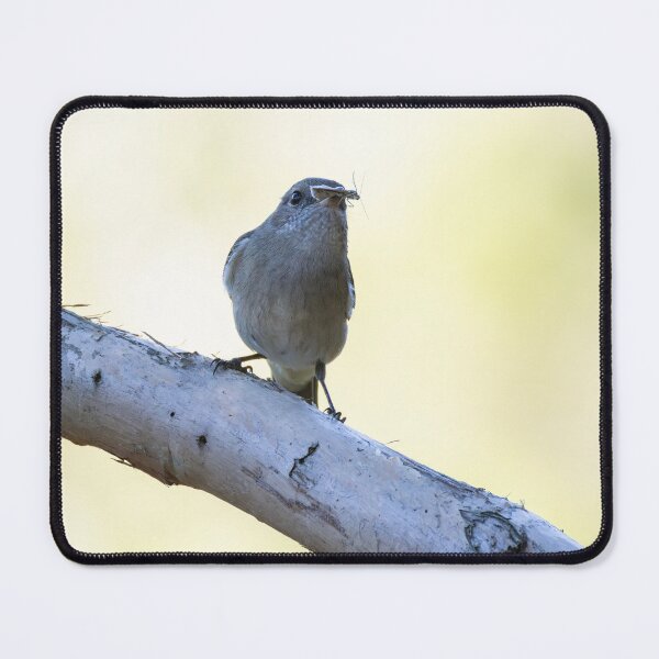 Item preview, Australian Golden Whistler designed and sold by Malcolm Katon.