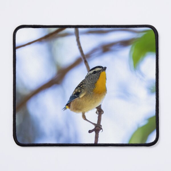 Item preview, Spotted Pardalote designed and sold by Malcolm Katon.