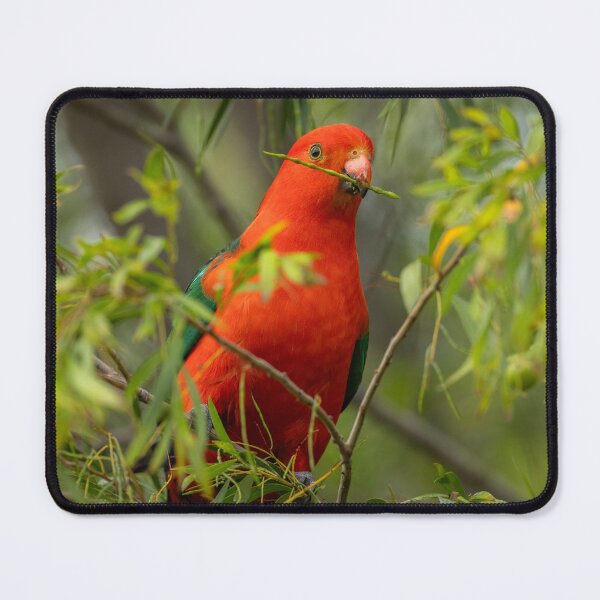 Item preview, King Parrot 1 designed and sold by Malcolm Katon.