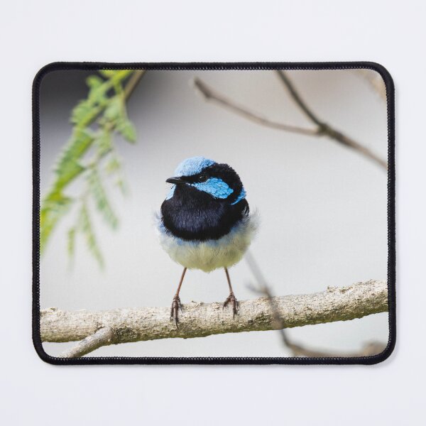 Item preview, Superb Fairywren 2 designed and sold by Malcolm Katon.