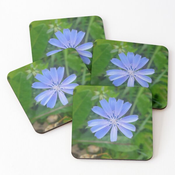 Item preview, Blue Chicory Flower Wildflower Nature Photography designed and sold by AndaBast.