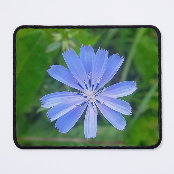 Item preview, Blue Chicory Flower Wildflower Nature Photography designed and sold by AndaBast.