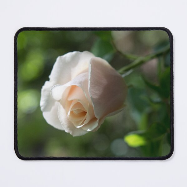 Item preview, Delicate Pale Cream Rosebud designed and sold by Georgia Mizuleva.