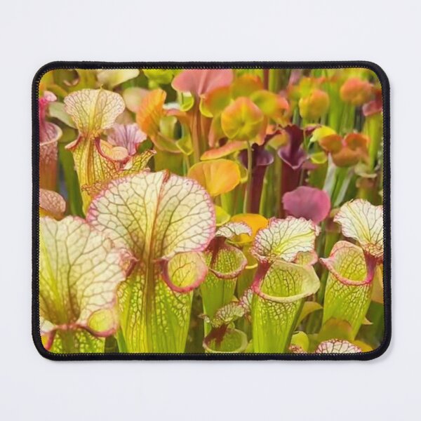 Item preview, Beautiful Sarrachenia designed and sold by Ameliatra Design.