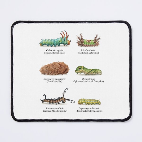 Item preview, Caterpillar Species designed and sold by ArunDandiboina.