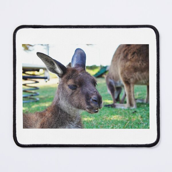 Item preview, Up Close with a Curious Roo designed and sold by Images-on-Eyre.