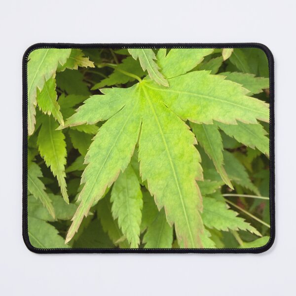 Item preview, Leaf Steady designed and sold by Betsy Phillips.