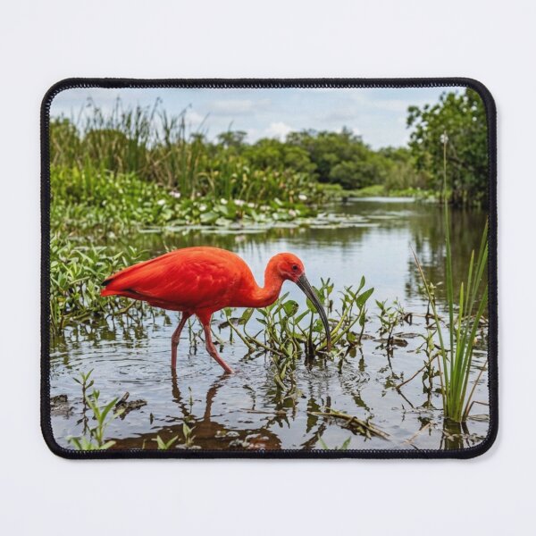 Item preview, Red ibis in the marsh designed and sold by Malisa345.