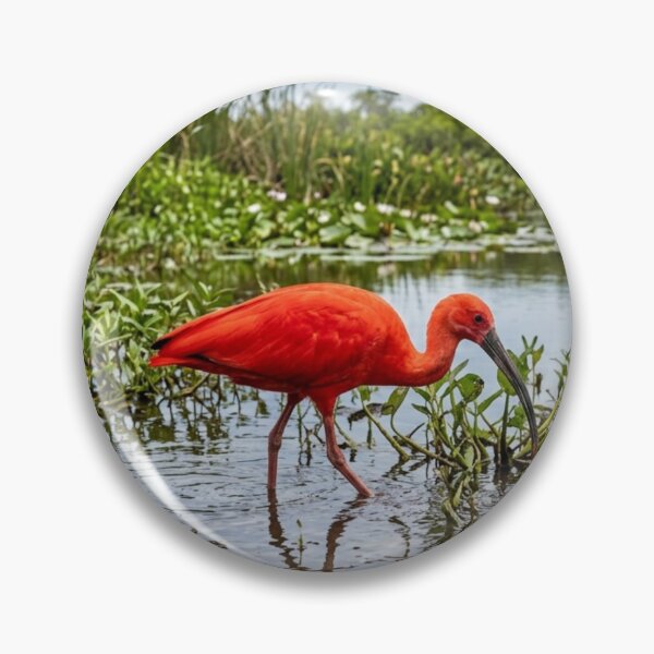 Item preview, Red ibis in the marsh designed and sold by Malisa345.