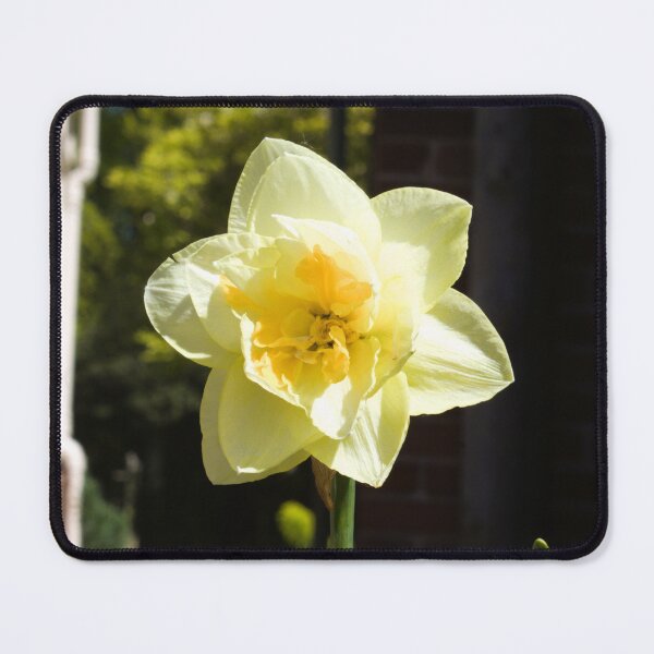 Item preview, Daffodil in Spring sunshine photograph designed and sold by Natimo-Studio.