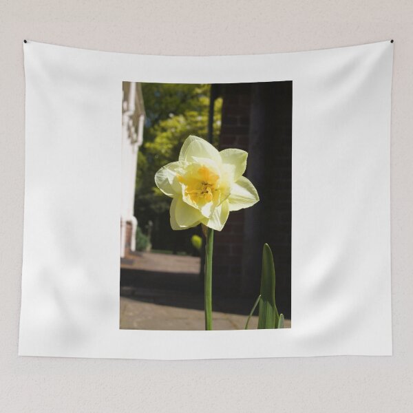 Item preview, Daffodil in Spring sunshine photograph designed and sold by Natimo-Studio.