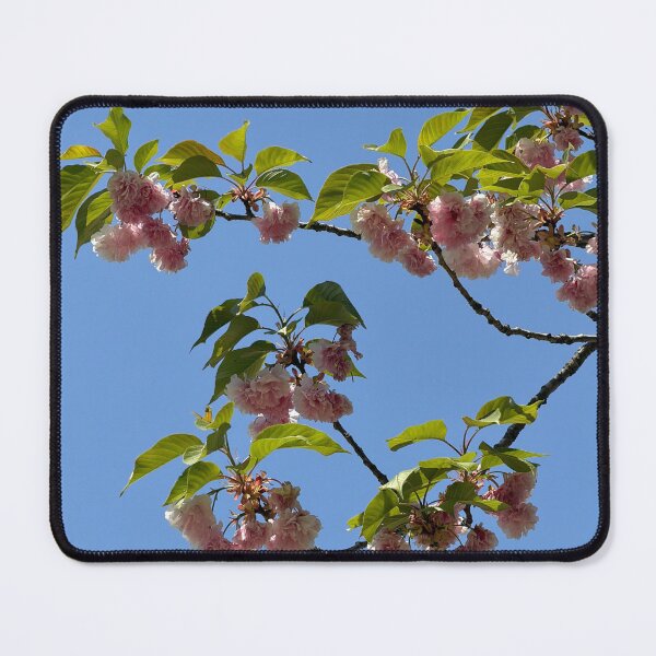 Item preview, Double cherry blossom flower blue sky photo designed and sold by dhaydream.