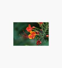 Flower Art Board