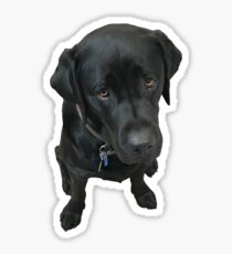 Black Labrador Sticker