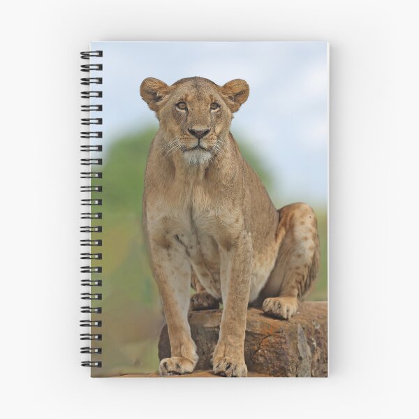 Item preview, Lioness on a rock designed and sold by Anthony Goldman.