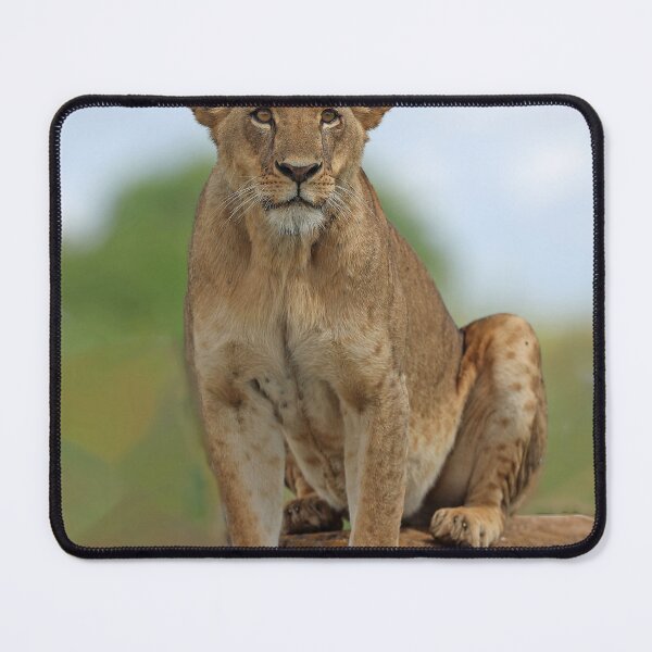 Item preview, Lioness on a rock designed and sold by Anthony Goldman.