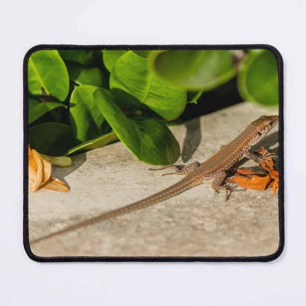 Item preview, Small Brown Lizard Basking on Garden Stone Among Green Leaves and Fallen Flowers in Sunlight designed and sold by Nmallia.