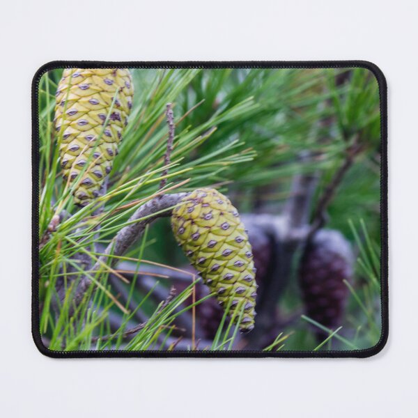 Item preview, Close-Up of Green Pine Cones and Needles on a Pine Tree Branch in Natural Forest designed and sold by Nmallia.