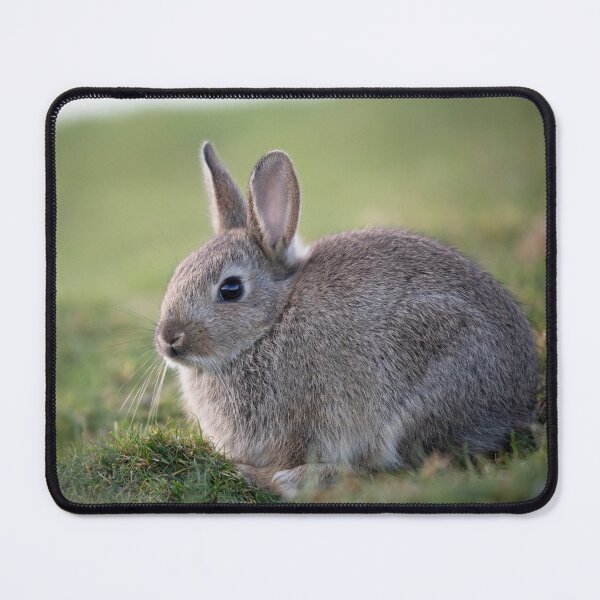 Item preview, Wild Rabbit designed and sold by RedGrouse.