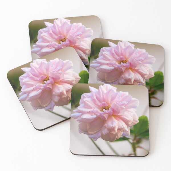 Item preview, Soft Pink Rose Bloom Close-Up With Gentle Light and Green Leaves In Garden designed and sold by Nmallia.
