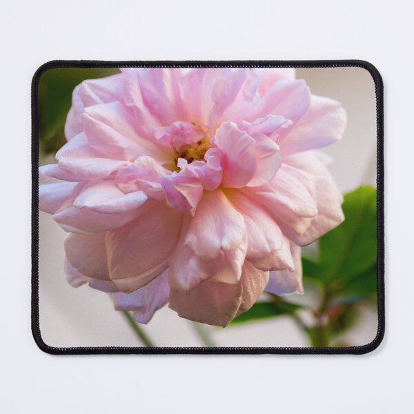 Item preview, Soft Pink Rose Bloom Close-Up With Gentle Light and Green Leaves In Garden designed and sold by Nmallia.