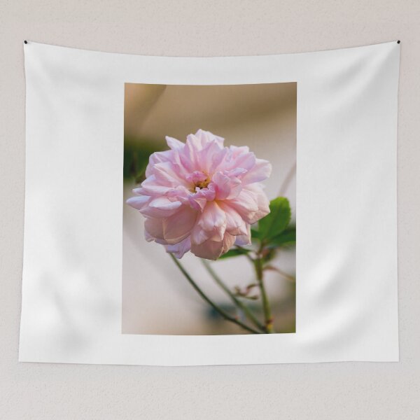 Item preview, Soft Pink Rose Bloom Close-Up With Gentle Light and Green Leaves In Garden designed and sold by Nmallia.
