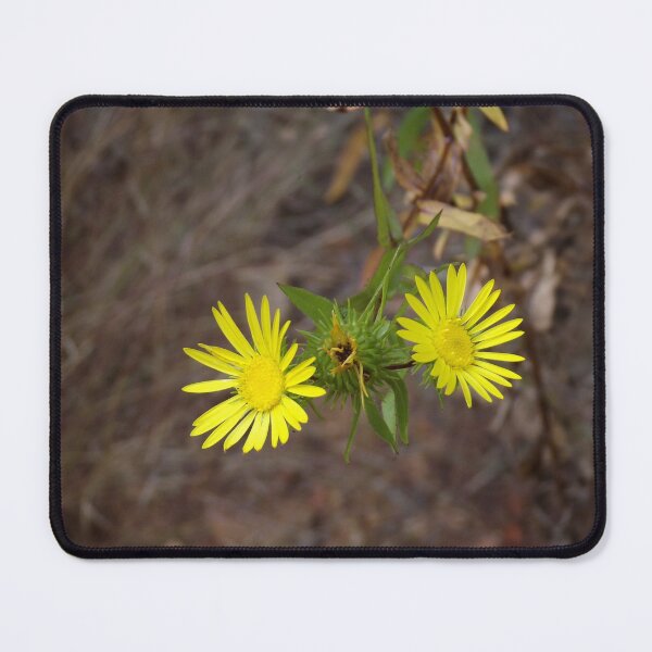 Item preview, Narrowleaf Gumweed Wildflowers designed and sold by Blossom-Breeze.
