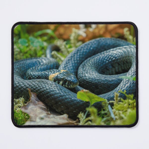 Item preview, Grass Snake designed and sold by JanisGetlins.