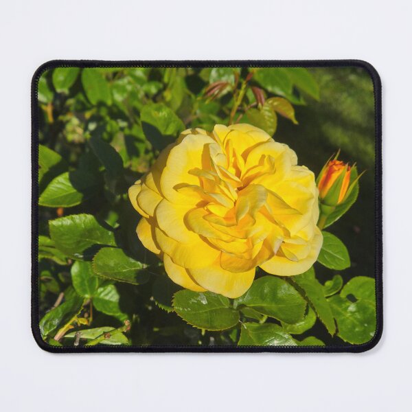 Item preview, Yellow Rose 2 designed and sold by jalfc46.