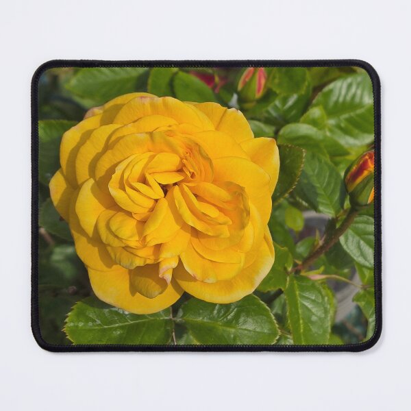 Item preview, Yello Rose 1 designed and sold by jalfc46.
