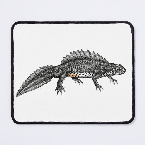 Item preview, Realistic high detail black and white crested newt designed and sold by Minimalisticaly.