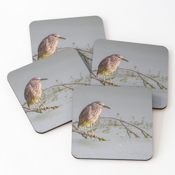 Item preview, Juvenile Black-Crowned Night Heron designed and sold by Pondside-Pics.