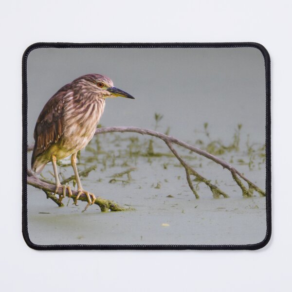 Item preview, Juvenile Black-Crowned Night Heron designed and sold by Pondside-Pics.