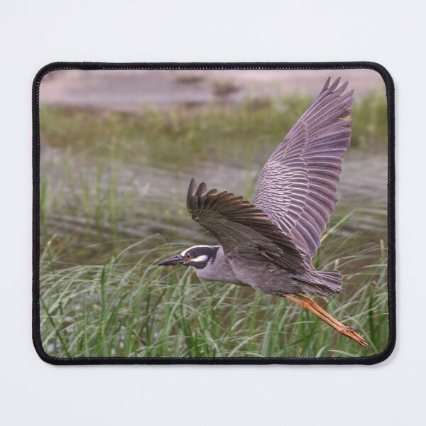 Item preview, Yellow-Crowned Night Heron in Flight designed and sold by Pondside-Pics.