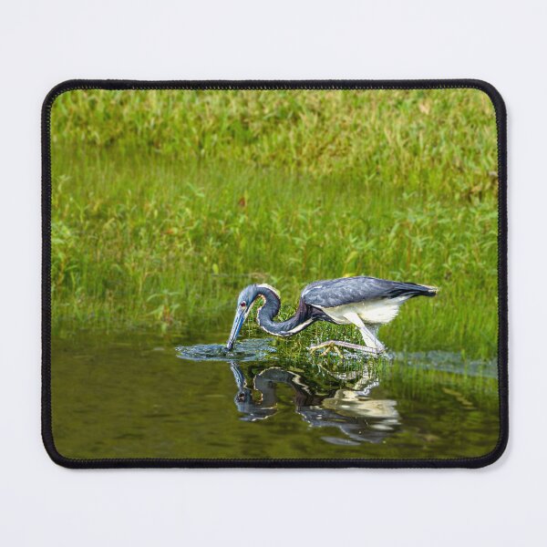 Item preview, Tricolor Heron Fishing in the Morning designed and sold by Pondside-Pics.