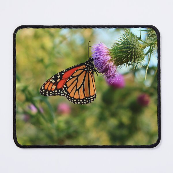 Item preview, Danaus plexippus on Cirsium vulgare designed and sold by outdoorstudio.