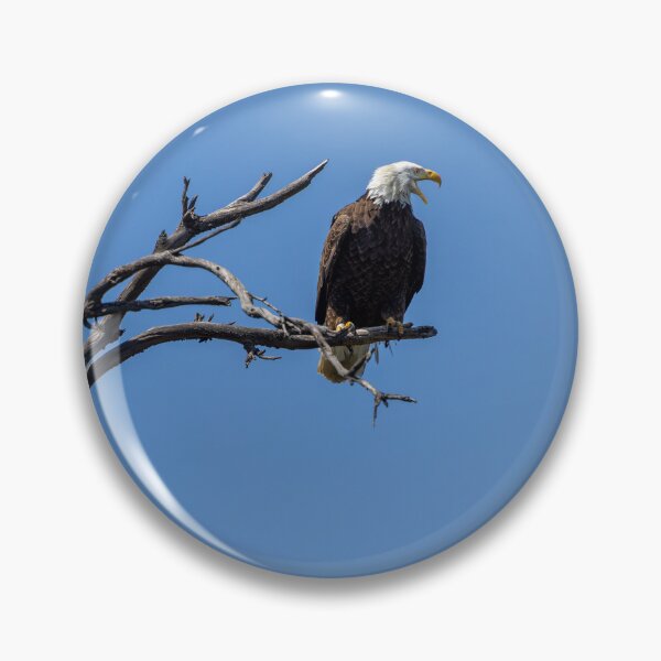 Artikelvorschau, Weißkopfseeadler warnt einen Eindringling entworfen und verkauft von PsychoAlien.com.