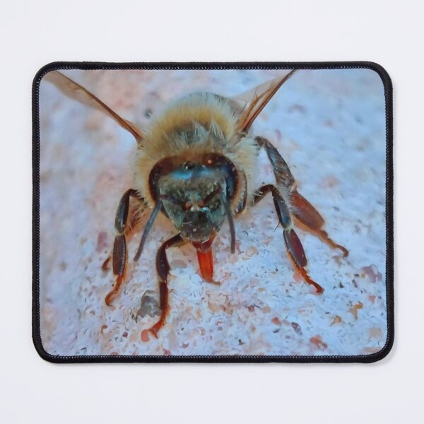 Item preview, Bee licking a wall designed and sold by CJ Art & Photography .