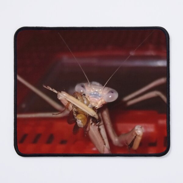 Item preview, praying mantis designed and sold by CJ Art & Photography .