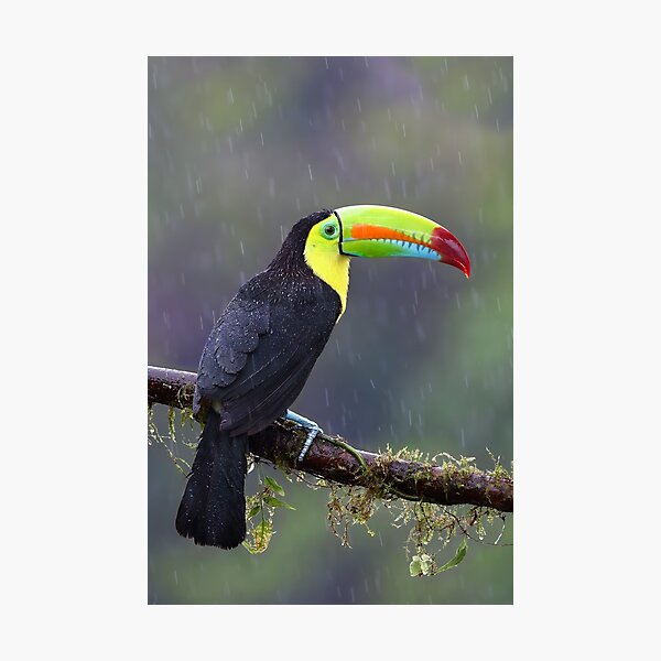 Keel-billed toucan - Costa Rica Photographic Print