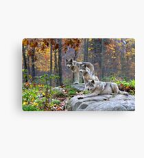 Timber Wolves Canvas Print