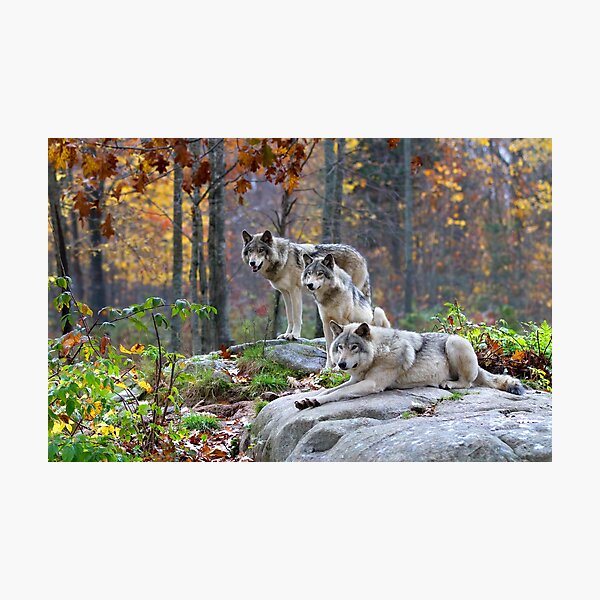 Timber Wolves in Autumn Photographic Print