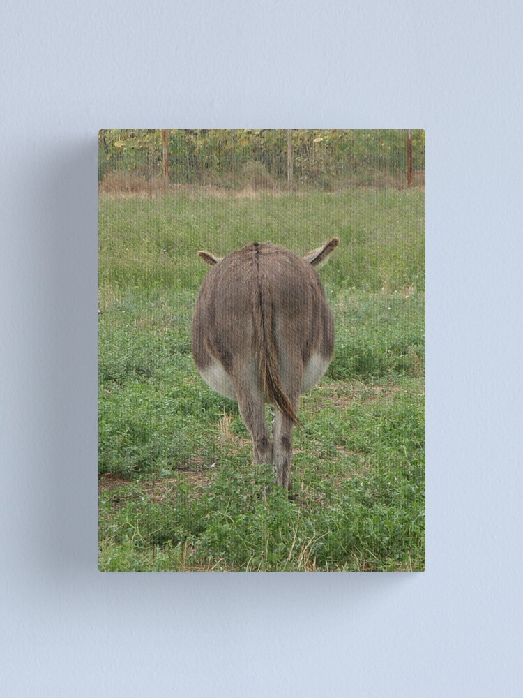 Thumbnail 1 of 3, Canvas Print, Donkey with an attitude designed and sold by Anthropolog.