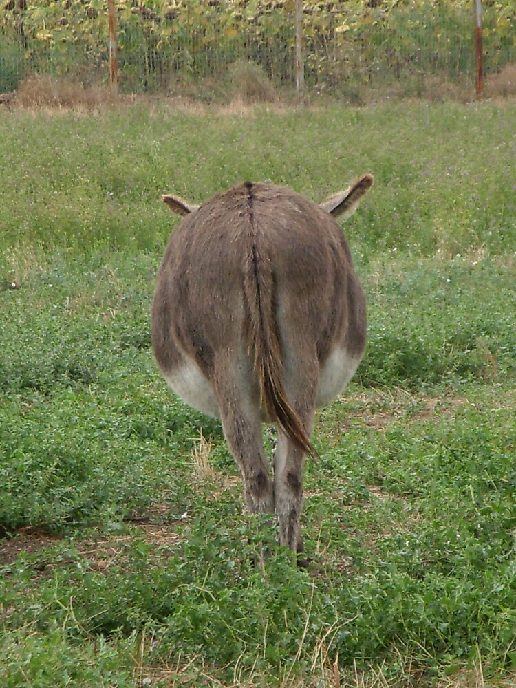 Thumbnail 3 of 3, Photographic Print, Donkey with an attitude designed and sold by Anthropolog.