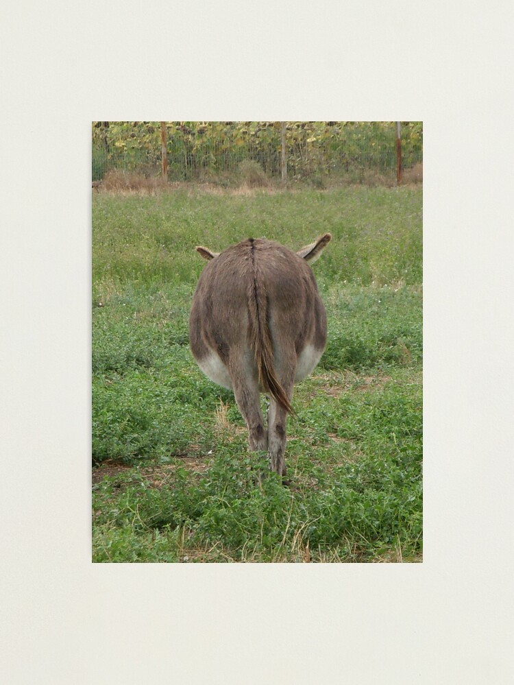 Thumbnail 1 of 3, Photographic Print, Donkey with an attitude designed and sold by Anthropolog.
