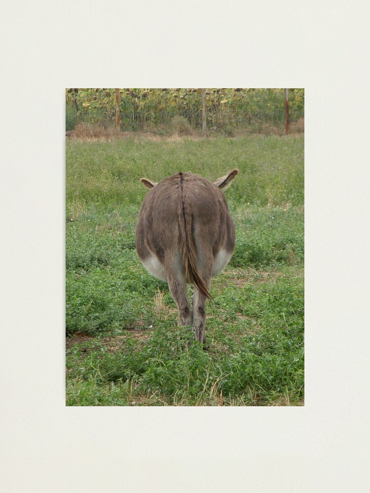 Thumbnail 1 of 3, Photographic Print, Donkey with an attitude designed and sold by Anthropolog.