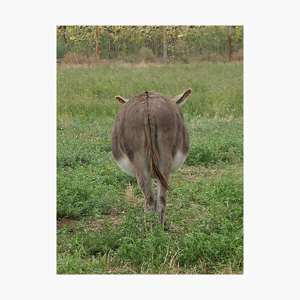 Photographic Print